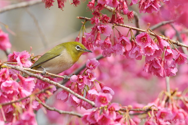フォトサービス　2010年3月26日　メジロ(目白)　桜の蜜を求めて