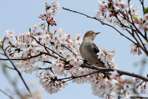 フォトサービス　2010年4月23日　コムクドリ(小椋鳥)　遅桜に立ち寄る
