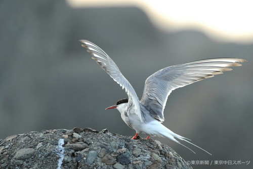 フォトサービス　2010年8月6日　キョクアジサシ(極鰺刺)　世界最長の渡り鳥