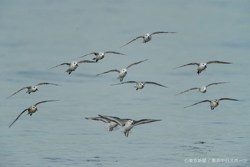 フォトサービス　2010年9月24日　ミユビシギ(三趾鷸)　秋の海を群れ飛ぶ