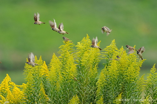 フォトサービス　2010年10月29日　スズメ(雀)　秋の野を群れ飛ぶ
