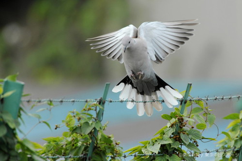 フォトサービス　2010年11月5日　シラコバト(白子鳩)　天然記念物の鳩
