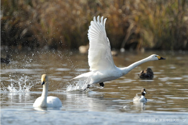 フォトサービス　2010年11月26日　コハクチョウ(小白鳥)　水面をけって助走