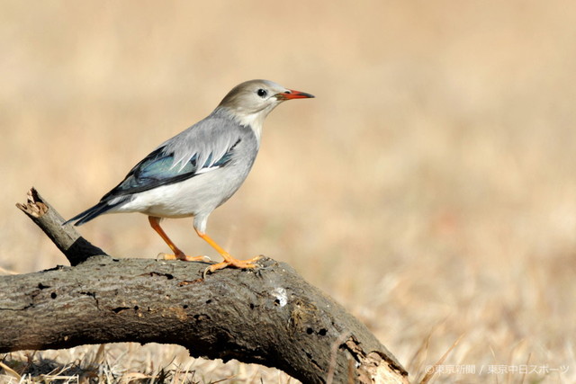 11年2月18日 ギンムクドリ 銀椋鳥 早春の公園に珍客 東京新聞オフィシャルショップ