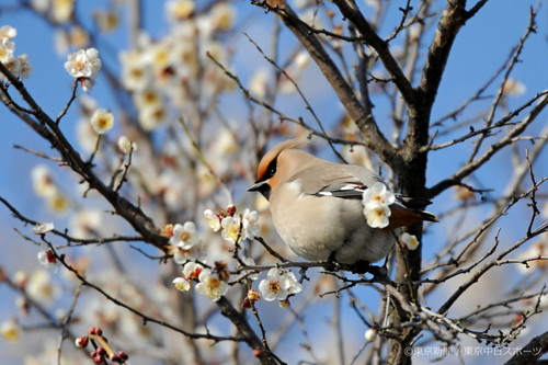 フォトサービス　2011年2月25日　キレンジャク(黄連雀)　春告げ鳥　一休み