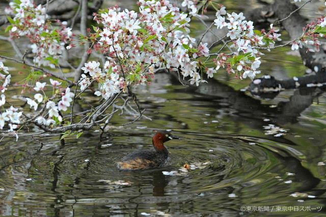 フォトサービス　2011年4月22日　カイツブリ(鳰)　残花の下悠然と