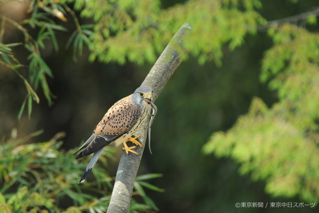 フォトサービス　2011年4月29日　チョウゲンボウ(長元坊)　獲物捕らえ飛来