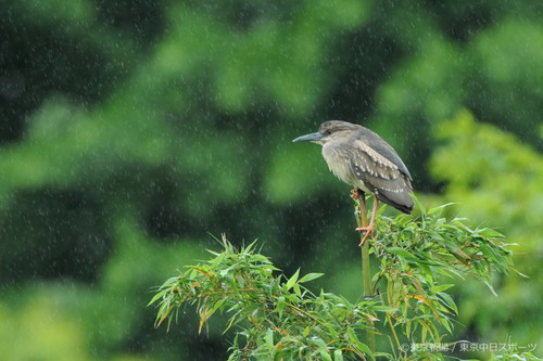 フォトサービス　2011年6月3日　ゴイサギ(五位鷺)　梅雨降る竹林にて