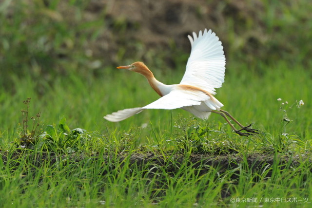 フォトサービス　2011年6月10日　アマサギ(亜麻鷺)　初夏の水田を飛ぶ