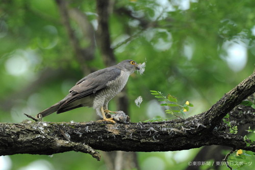 フォトサービス　2011年7月8日　ツミ(雀鷹)　獲物は小鳥