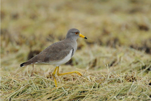 フォトサービス　2011年9月16日　ケリ(鳧)　雨の刈田で採餌