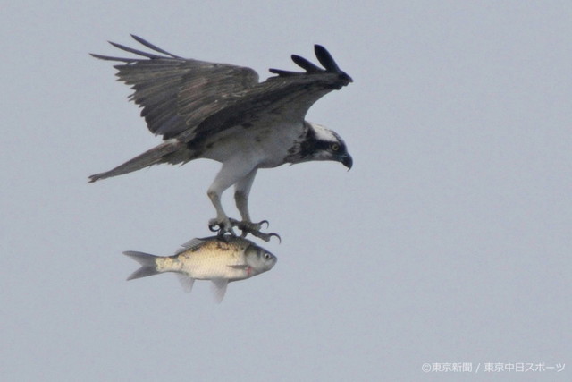 フォトサービス 11年11月11日 ミサゴ 鶚 獲物の魚と飛ぶ 東京新聞オフィシャルショップ