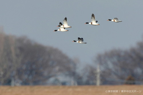 フォトサービス　2012年1月13日　ツクシガモ(筑紫鴨)　冬晴れに飛ぶ