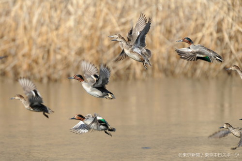 フォトサービス　2012年2月3日　コガモ(小鴨)　一斉に飛び立つ