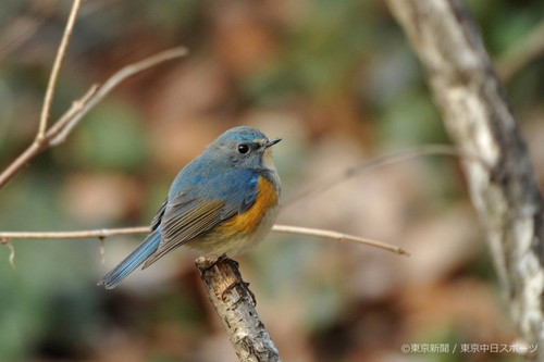 フォトサービス　2012年2月17日　ルリビタキ(瑠璃鶲)　早春の林で青い鳥　