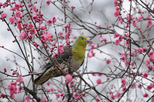 フォトサービス　2012年3月2日　アオバト(緑鳩)　紅梅で一休み