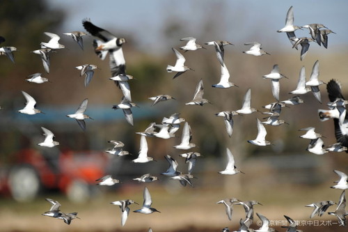 フォトサービス　2012年3月9日　ハマシギ(浜鷸)　春めく野を飛ぶ