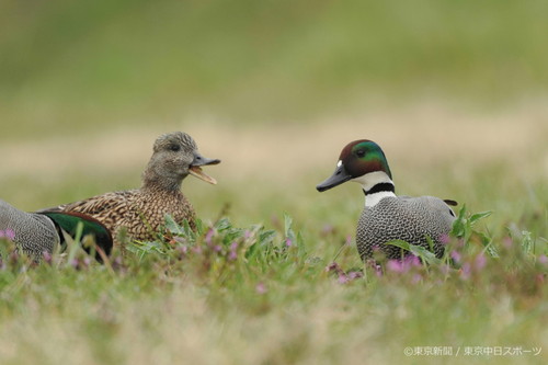 フォトサービス　2012年4月6日　ヨシガモ(葦鴨)　春の野で採餌