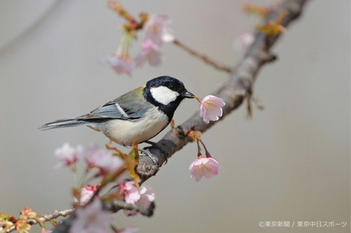 フォトサービス　2012年4月13日　シジュウカラ(四十雀)　桜の蜜を求めて