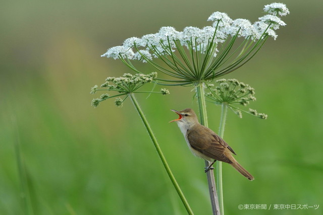 フォトサービス　2012年5月18日　オオヨシキリ(大葭切)　花園で歌う