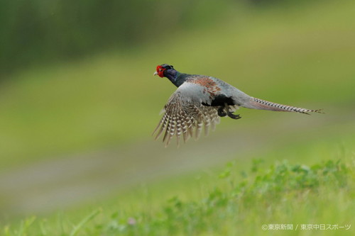 フォトサービス　2012年6月15日　キジ(雉)　薫風に飛ぶ国鳥