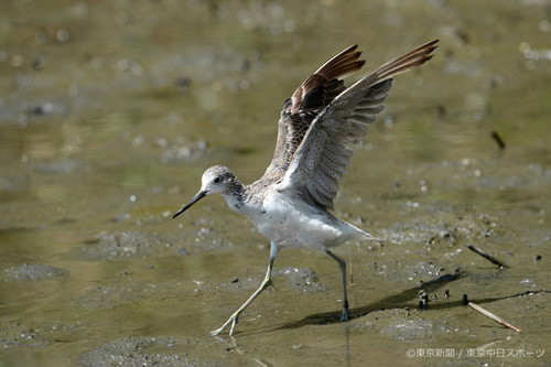 フォトサービス　2012年8月31日　アオアシシギ(青脚鷸)　残暑の池に飛来