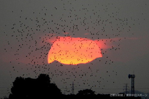 フォトサービス　2012年9月7日　ムクドリ(椋鳥)　落日に飛ぶ