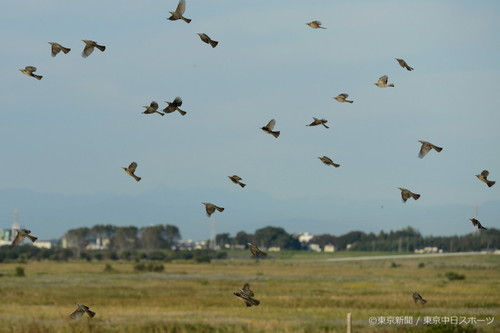 フォトサービス　2012年10月25日　ヒヨドリ(鵯)　秋の野に群れ飛ぶ