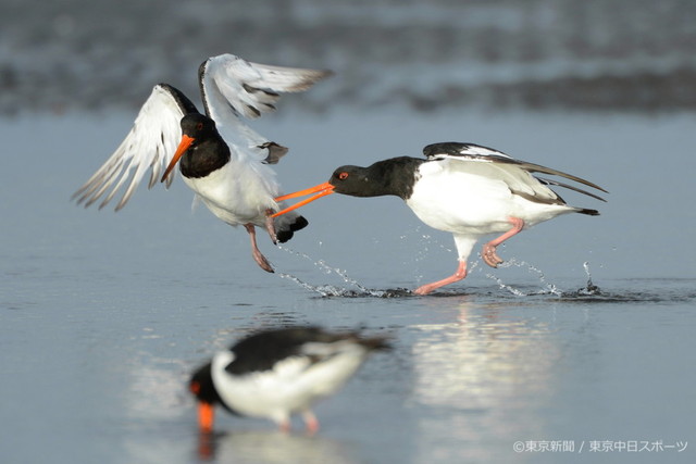 フォトサービス　2012年11月1日　ミヤコドリ(都鳥)　一瞬の争い