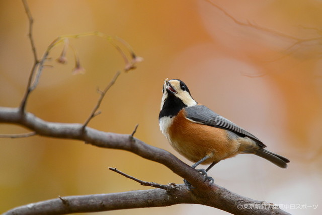 フォトサービス　2012年11月29日　ヤマガラ(山雀)　色づく林で採食