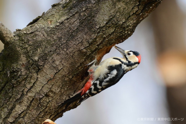 13年1月17日 アカゲラ 赤啄木鳥 冬木をつつく 東京新聞オフィシャルショップ