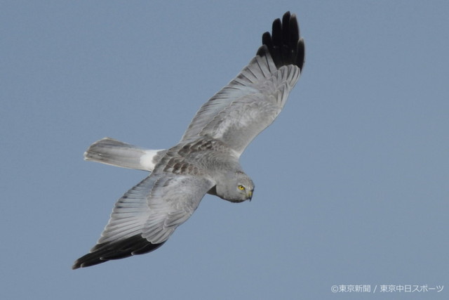 フォトサービス　2013年3月14日　ハイイロチュウヒ(灰色沢〓)　獲物を探す鋭い目