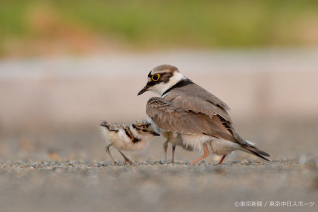 フォトサービス　2013年5月30日　コチドリ(小千鳥)　子育てに奮闘中