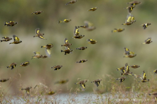 フォトサービス　2013年10月31日　カワラヒワ(河原鶸)　秋の野を群れ飛ぶ