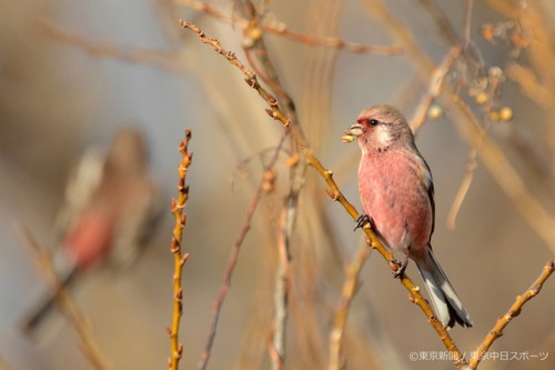 フォトサービス　2014年1月16日　ベニマシコ(紅猿子)　冬芽食べる赤い鳥