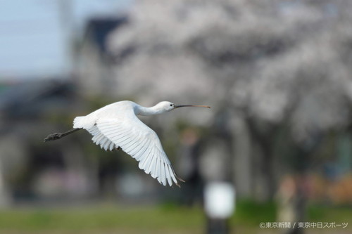 フォトサービス　2014年4月10日　ヘラサギ(篦鷺)　桜並木を飛ぶ珍客