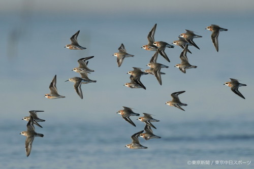 フォトサービス　2014年4月17日　メダイチドリ(目大千鳥)　春の海を渡る