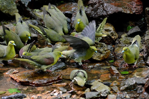 フォトサービス　2014年8月28日　アオバト(緑鳩)　鉱泉水を飲む鳩