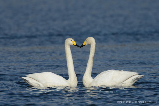 フォトサービス　2015年1月22日　オオハクチョウ(大白鳥)　冬の水辺で仲良し