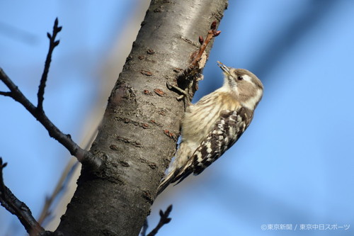 フォトサービス　2015年2月5日　コゲラ(小啄木鳥)　桜の冬木で採餌