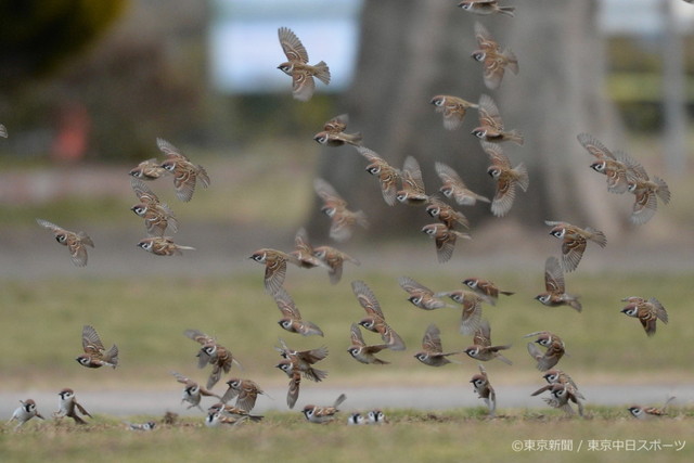 15年2月19日 スズメ 雀 早春へ 野を飛ぶ 東京新聞オフィシャルショップ