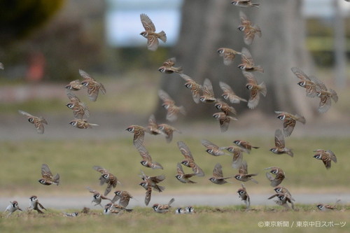 フォトサービス　2015年2月19日　スズメ(雀)　早春へ　野を飛ぶ