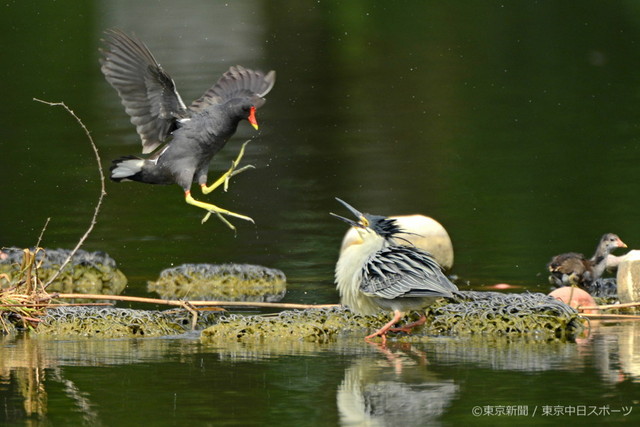 フォトサービス　2015年6月18日　バン(鷭)　激しく争う水鳥