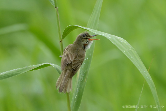 フォトサービス　2015年6月25日　オオヨシキリ(大葭切)　ヨシの葉で雨宿り