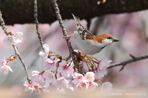 フォトサービス　2016年4月7日　ニュウナイスズメ(入内雀)　満開の桜に飛来