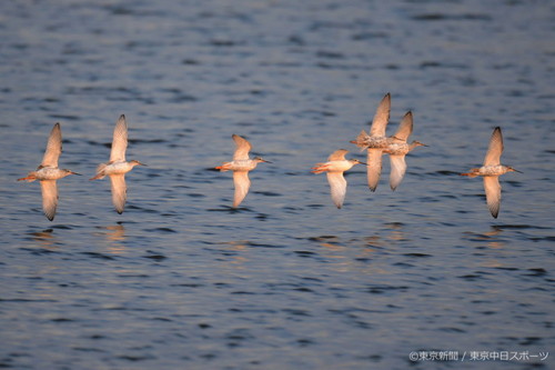 フォトサービス　2016年4月28日　ツルシギ(鶴鷸)　春の沼を飛ぶ