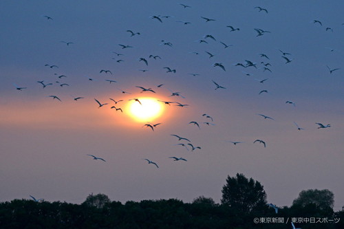 フォトサービス　2017年9月21日　ダイサギ(大鷺)　夕日に群れ飛ぶ