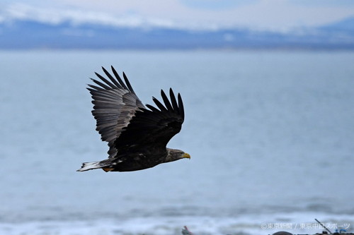 フォトサービス　2018年1月18日　オジロワシ(尾白鷲)　根室海峡を飛ぶ