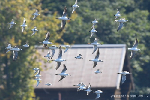 フォトサービス　2018年11月1日 アオアシシギ(青脚鷸)　秋晴れに群れ飛ぶ
