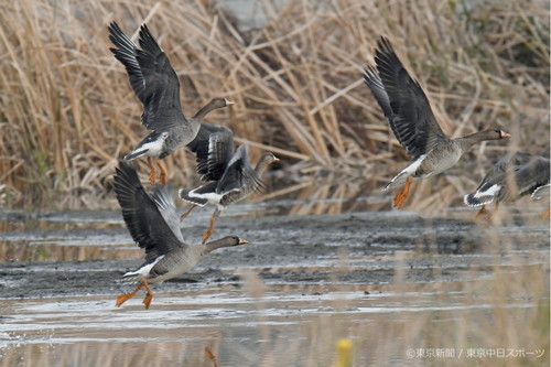 フォトサービス　2018年12月20日　マガン(真雁)　冬の湿地を飛ぶ
